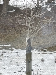 Accipiter cooperii