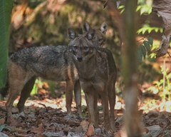 Canis aureus indicus