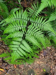 Diplazium taiwanense