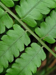 Diplazium taiwanense