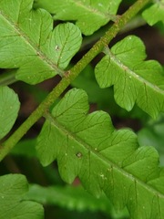 Diplazium taiwanense