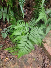Diplazium taiwanense