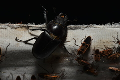 Lucanus formosanus