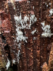 Mucronella fusiformis