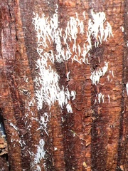 Mucronella fusiformis