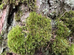 Dicranum fuscescens