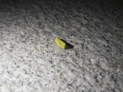 Earias pudicana
