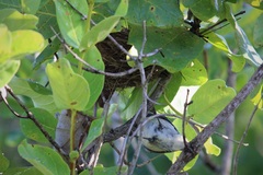 Microspingus cinereus