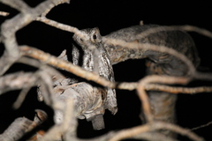 Psiloscops flammeolus