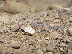 Arabicnemis caerulea