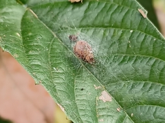 Bijoaraneus mitificus