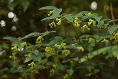 Wikstroemia nutans