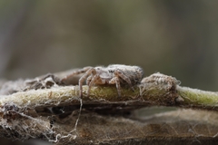 Stegodyphus sarasinorum