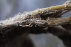 Stegodyphus sarasinorum