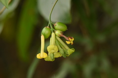 Wikstroemia nutans