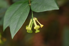 Wikstroemia nutans