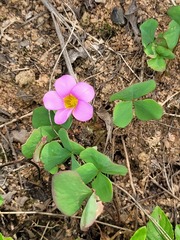 Oxalis obliquifolia