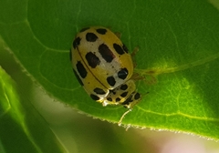 Psyllobora variegata