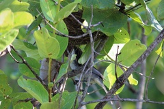 Microspingus cinereus