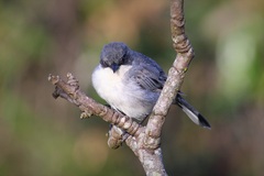 Microspingus cinereus