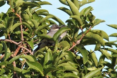 Microspingus cinereus