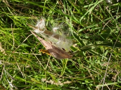 Oxypetalum solanoides