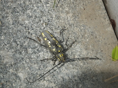 Batocera lineolata