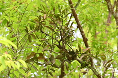 Viscum ovalifolium