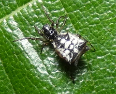 Micrathena picta