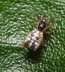 Micrathena picta