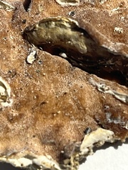 Gloeoporus dichrous