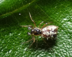 Micrathena picta