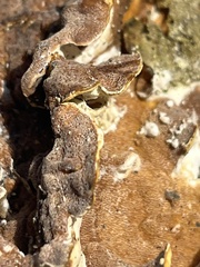 Gloeoporus dichrous