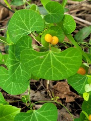 Cissampelos torulosa