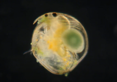 Chydorus
