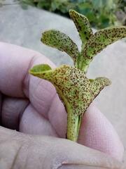 Puccinia vincae