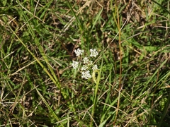 Ammi majus