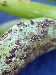 Puccinia vincae
