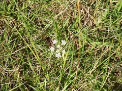 Ammi majus