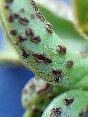 Puccinia vincae