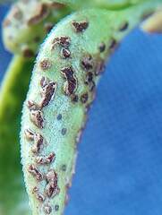 Puccinia vincae