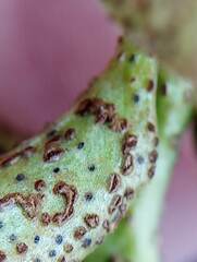 Puccinia vincae