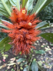 Columnea purpurata