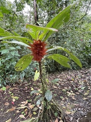 Columnea purpurata