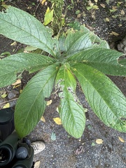 Columnea purpurata