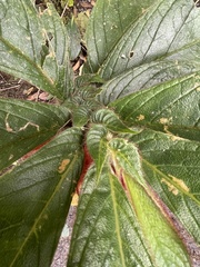 Columnea purpurata