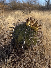Ferocactus herrerae