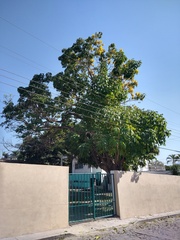 Roseodendron donnell-smithii