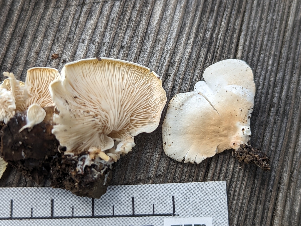 Clitopilus fasciculatus