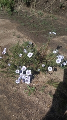 Nierembergia linariifolia